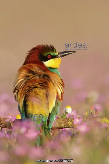 : European Bee-eater : European Bee-eater