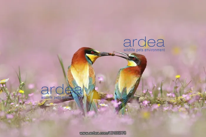 : European Bee-eater : European Bee-eater