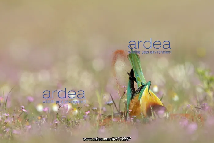 : European Bee-eater : European Bee-eater