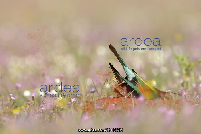 : European Bee-eater : European Bee-eater