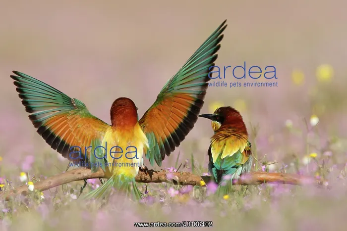 : European Bee-eater : European Bee-eater
