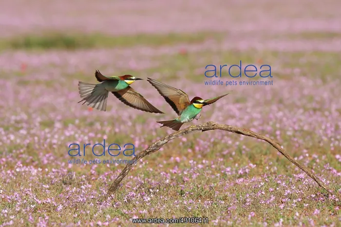 : European Bee-eater : European Bee-eater