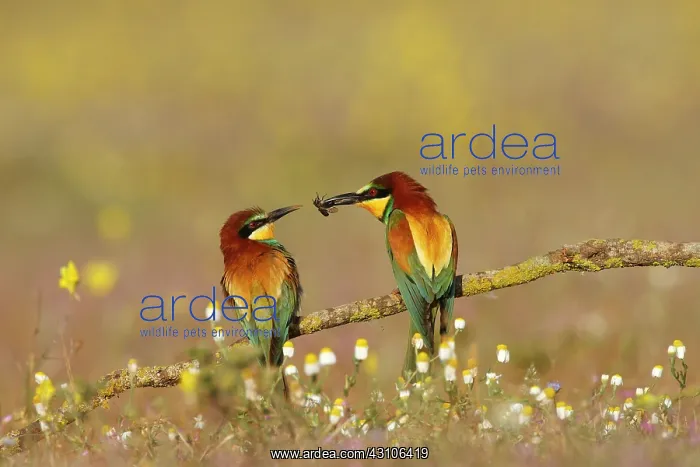 : European Bee-eater : European Bee-eater