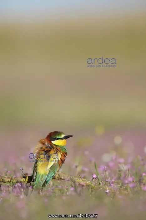 : European Bee-eater : European Bee-eater