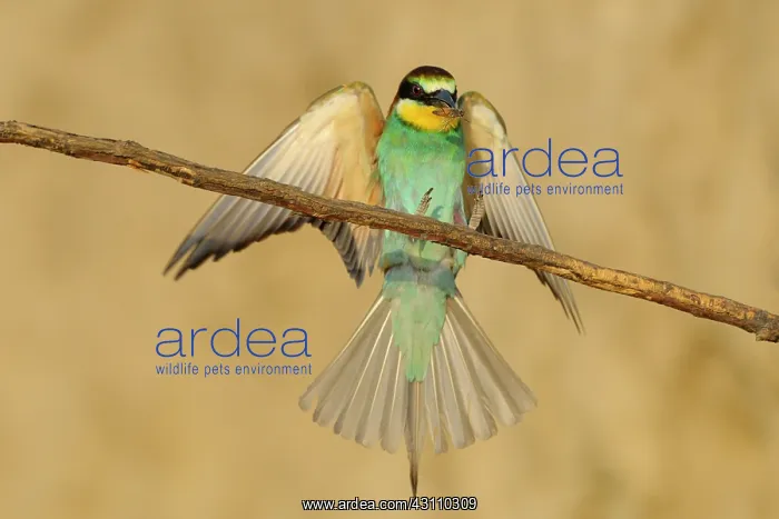 : European Bee-eater : European Bee-eater