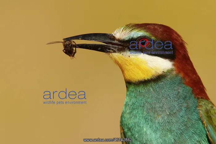 : European Bee-eater : European Bee-eater