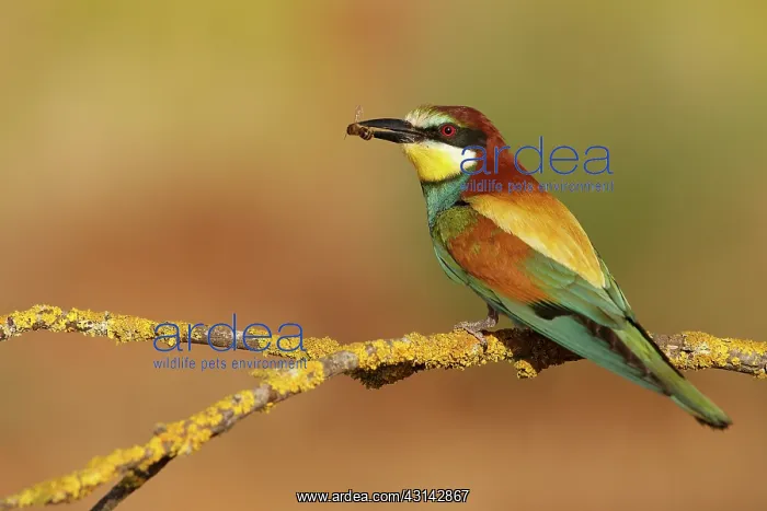 : European Bee-eater : European Bee-eater