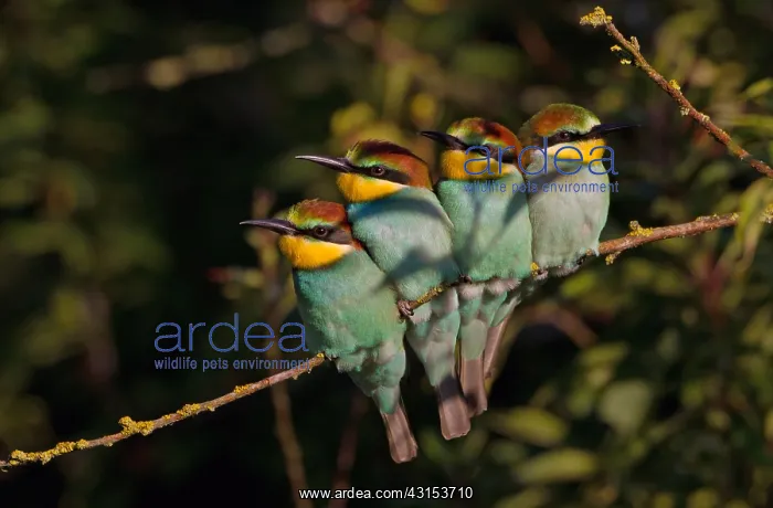 : European Bee-eater : European Bee-eater