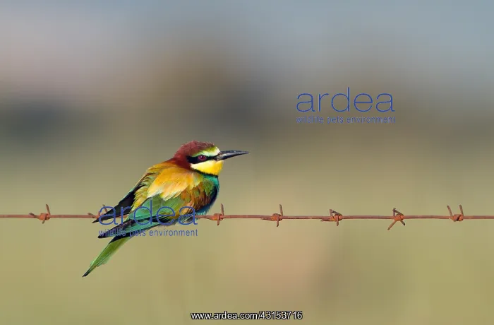 : European Bee-eater : European Bee-eater