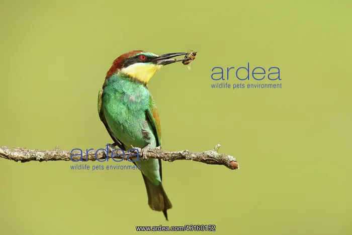 : European Bee-eater : European Bee-eater