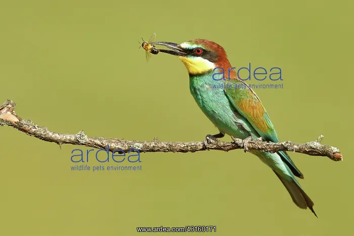 : European Bee-eater : European Bee-eater