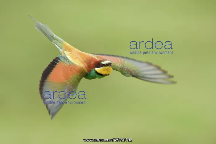 : European Bee-eater : European Bee-eater