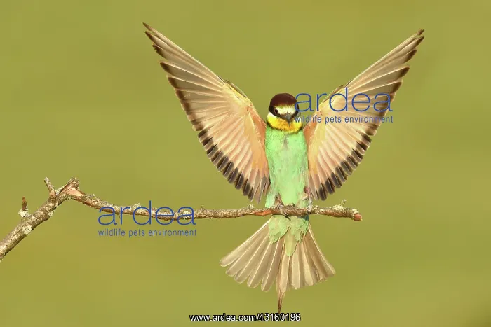 : European Bee-eater : European Bee-eater