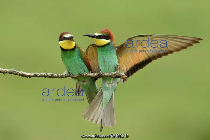 : European Bee-eater : European Bee-eater