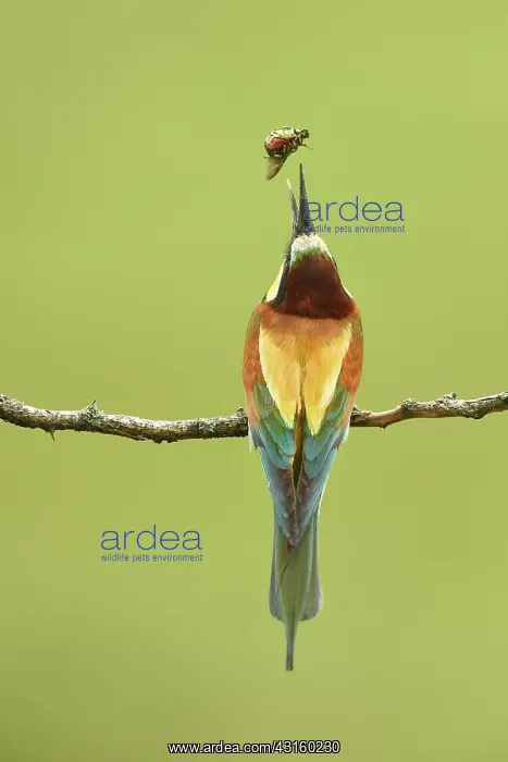 : European Bee-eater : European Bee-eater