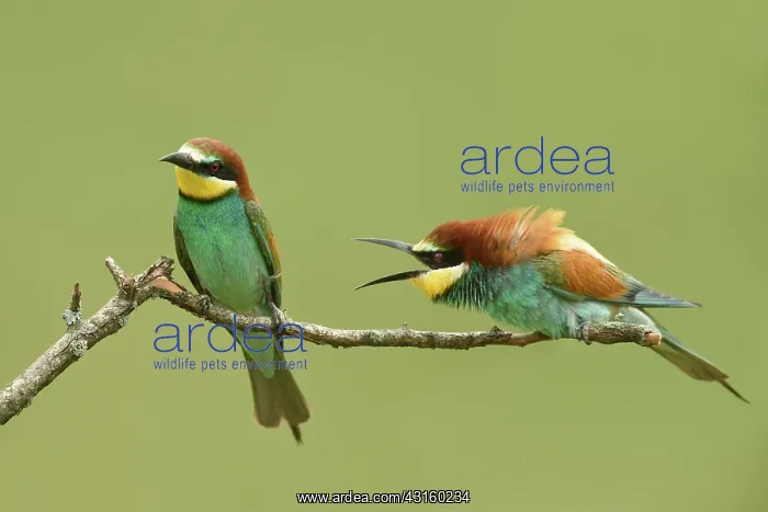 : European Bee-eater : European Bee-eater
