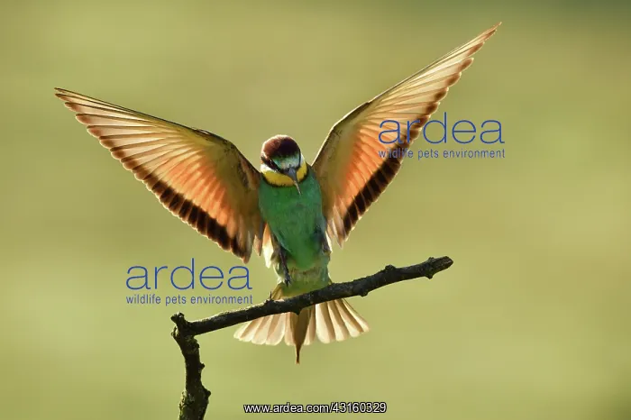 : European Bee-eater : European Bee-eater