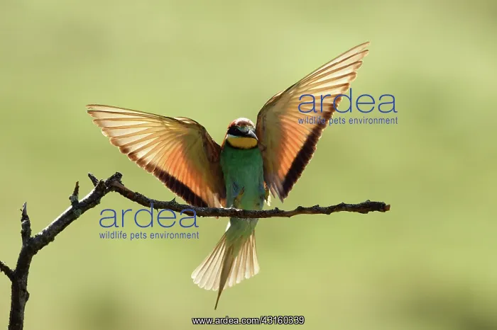  : European Bee-eater