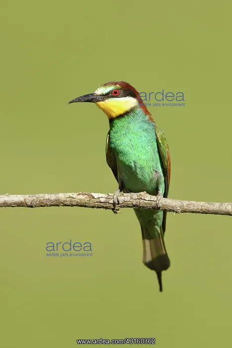 : European Bee-eater : European Bee-eater