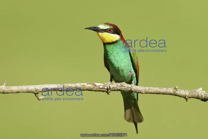 : European Bee-eater : European Bee-eater