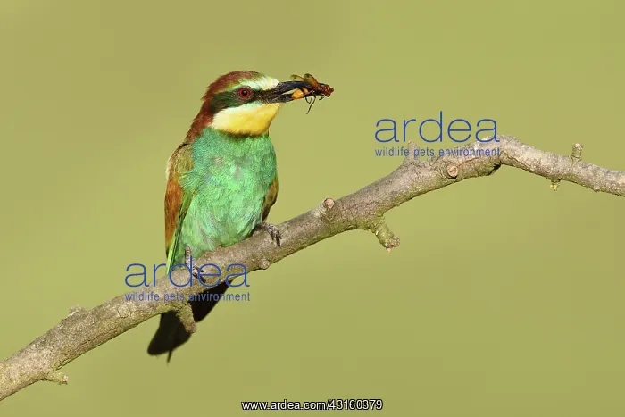 : European Bee-eater : European Bee-eater