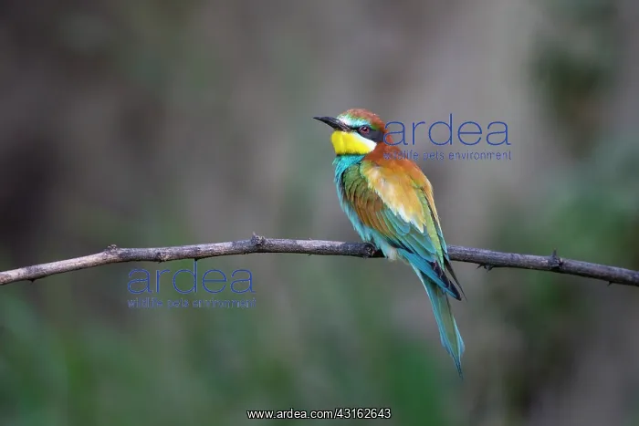 : European Bee-eater : European Bee-eater