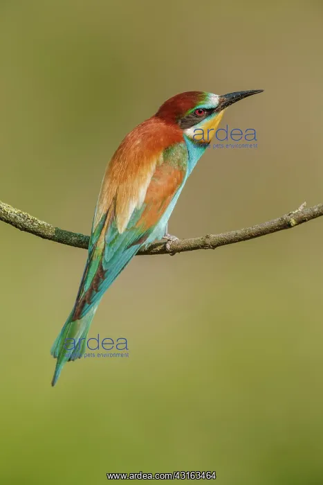 : European Bee-eater : European Bee-eater