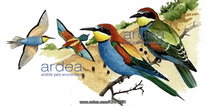 : European Bee-eater : European Bee-eater
