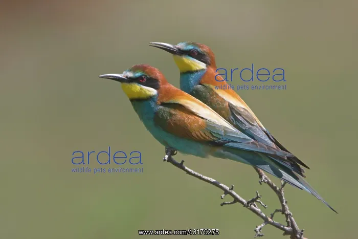 : European Bee-eater : European Bee-eater