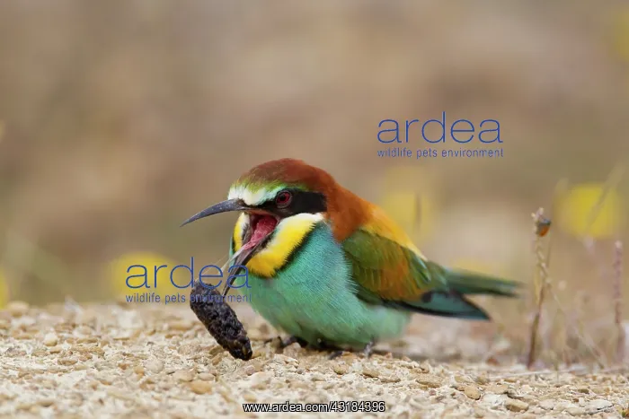 : European Bee-eater : European Bee-eater