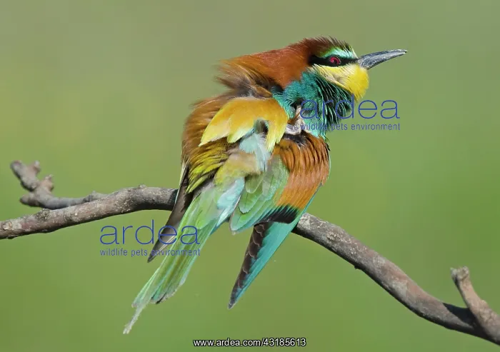 : European Bee-eater : European Bee-eater