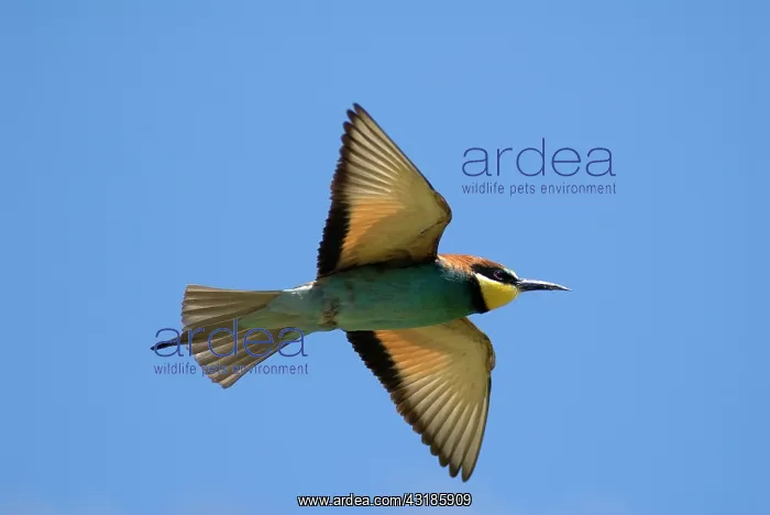 : European Bee-eater : European Bee-eater
