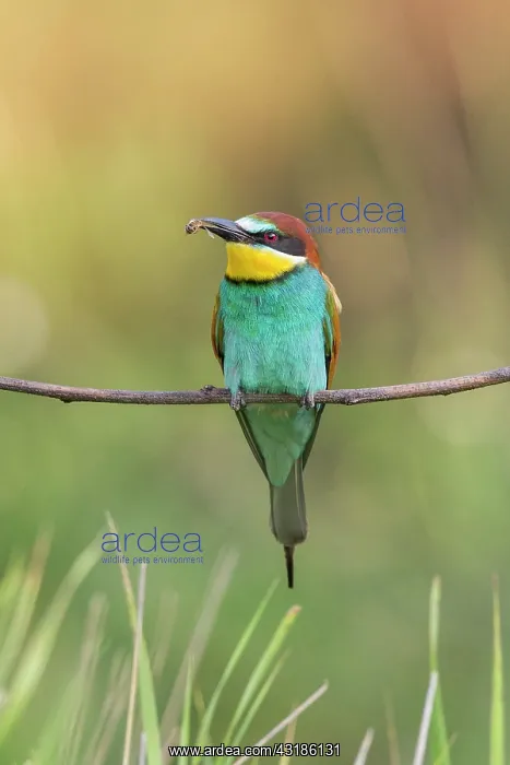 : European Bee-eater : European Bee-eater
