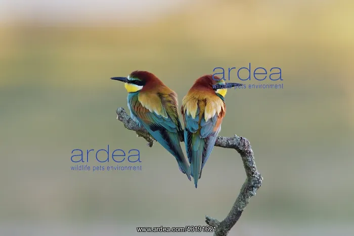 : European Bee-eater : European Bee-eater