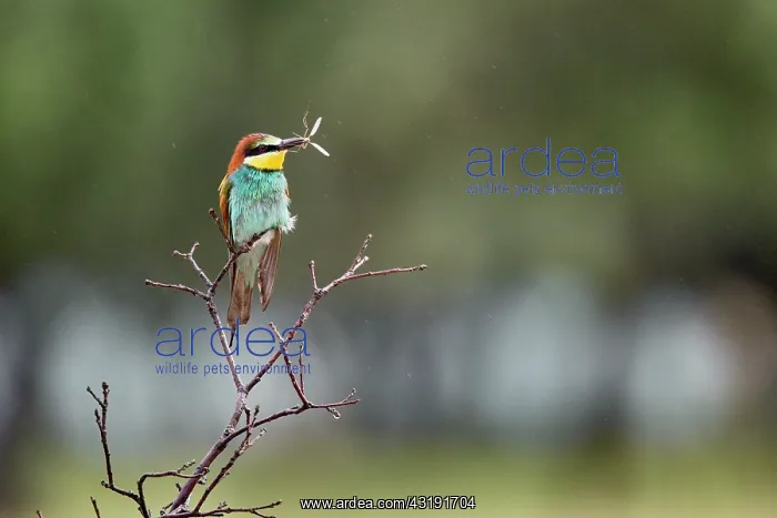 : European Bee-eater : European Bee-eater