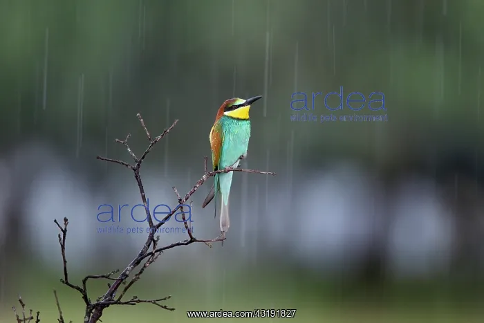 : European Bee-eater : European Bee-eater