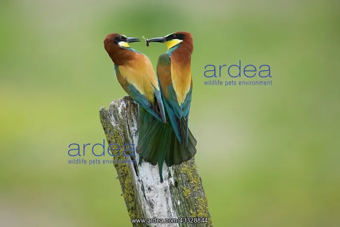 : European Bee-eater : European Bee-eater