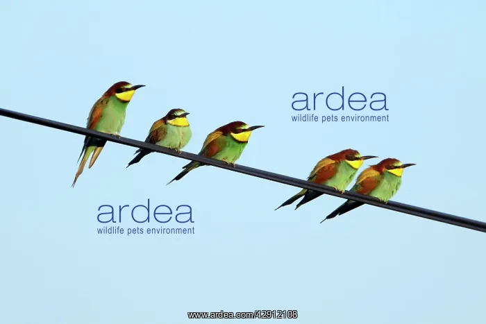 : European Bee-Eater - 5 birds sitting on power cable : European Bee-Eater - 5 birds sitting on power cable