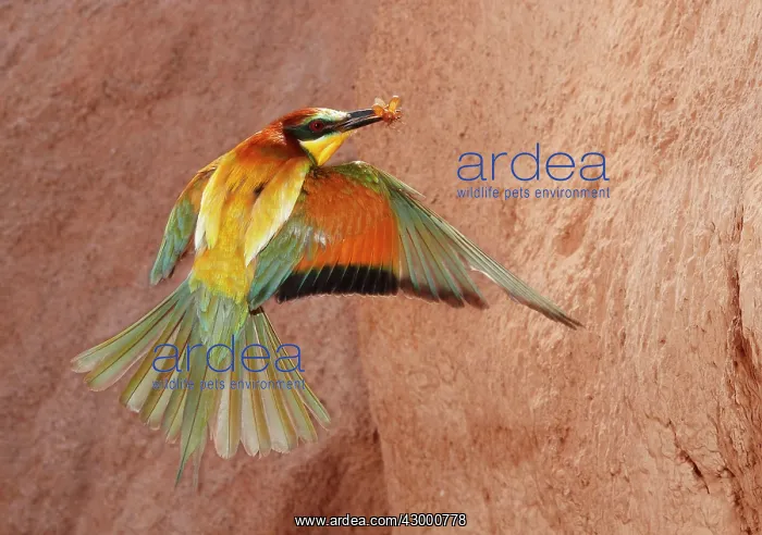 : European Bee-eater - adult in flight with prey : European Bee-eater - adult in flight with prey