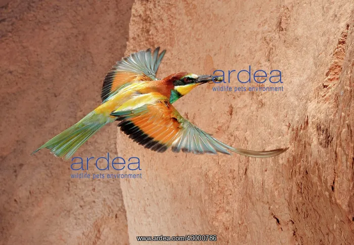  : European Bee-eater - adult in flight with prey