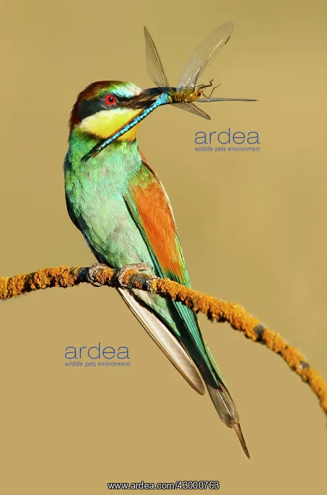 : European Bee-eater - adult perched with prey : European Bee-eater - adult perched with prey