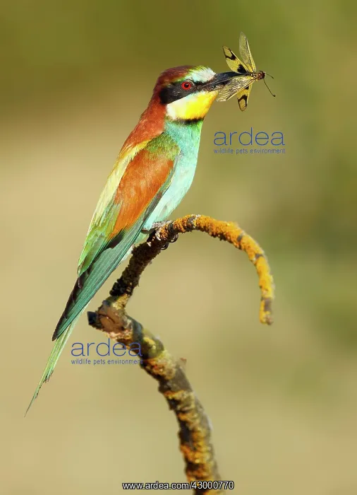 : European Bee-eater - adult perched with prey : European Bee-eater - adult perched with prey