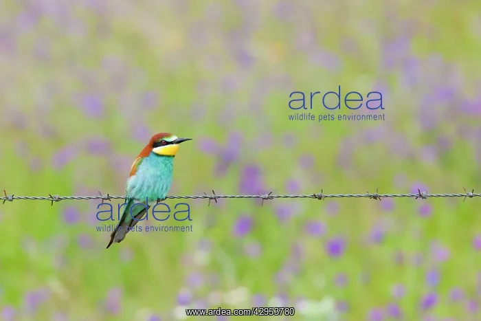 : European Bee-eater - adult perching on a barbed : European Bee-eater - adult perching on a barbed