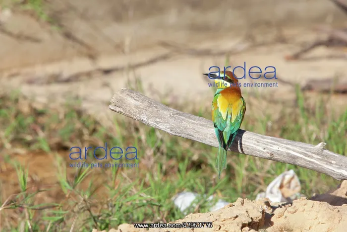 : European Bee-eater - adult perching on a branch : European Bee-eater - adult perching on a branch
