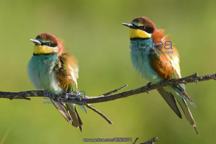 : European Bee-Eater - Two birds perched near nest site : European Bee-Eater - Two birds perched near nest site