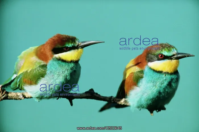 : European BEE-EATER - two on branch : European BEE-EATER - two on branch