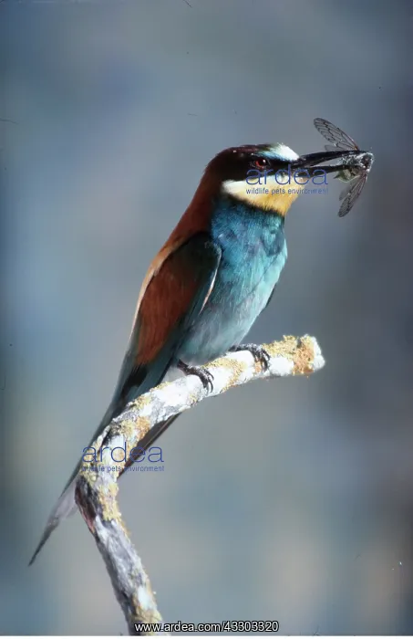 : European Bee-Eater - on branch, with insect in beak : European Bee-Eater - on branch, with insect in beak