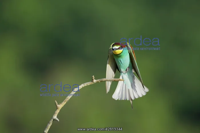 : European Bee-Eater - Coming in to land on a perch : European Bee-Eater - Coming in to land on a perch