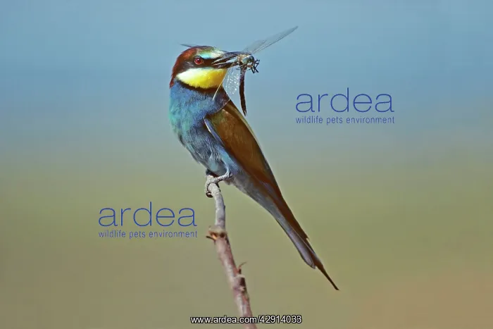 : European Bee-eater - with dragonfly in beak : European Bee-eater - with dragonfly in beak