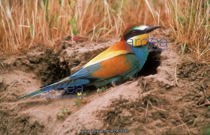 : European BEE-EATER - at entrance of nest burrow : European BEE-EATER - at entrance of nest burrow